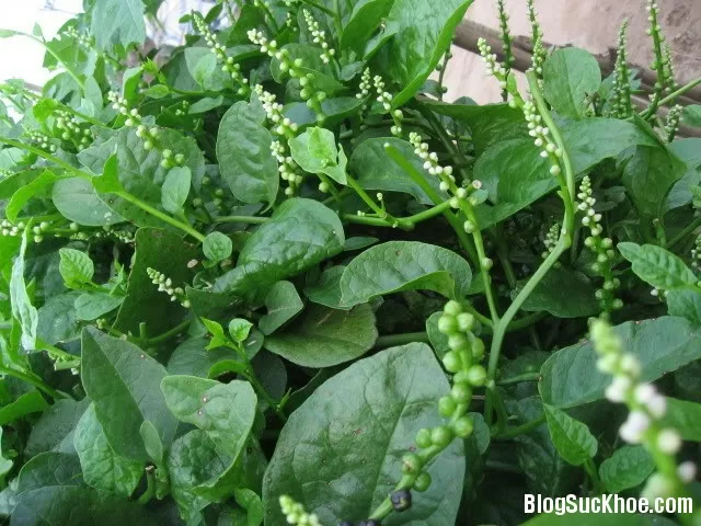 Những loại rau tốt nhất cho mẹ mới sinh