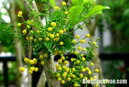 Hoa ngâu chữa bế kinh