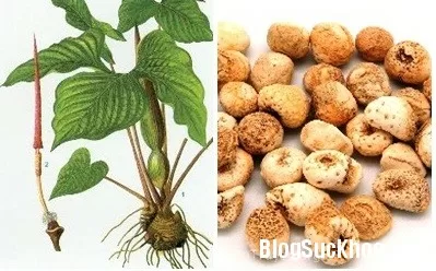 Bài thuốc chữa đau dạ dày