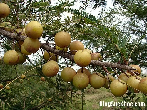 Chữa cảm mạo, tăng huyết áp với me rừng
