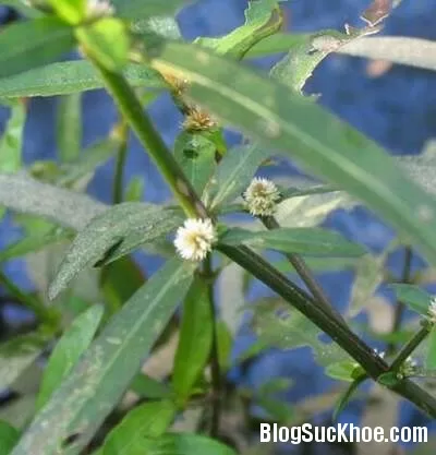 Đông y trị chứng hôi miệng