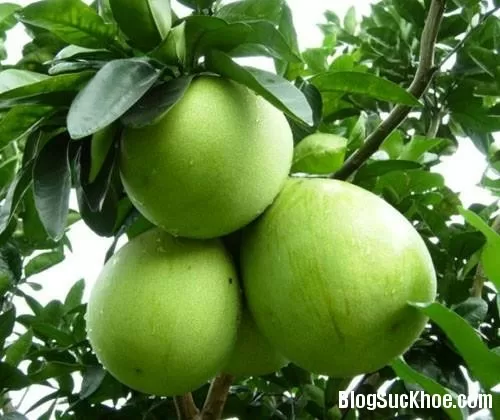 Một số điều thú vị về trái bưởi