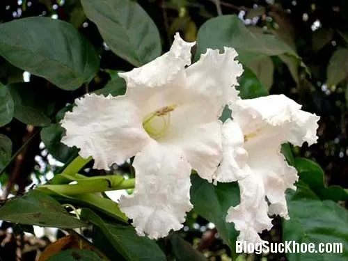 Tác dụng nhuận gan, giải độc của quao nước