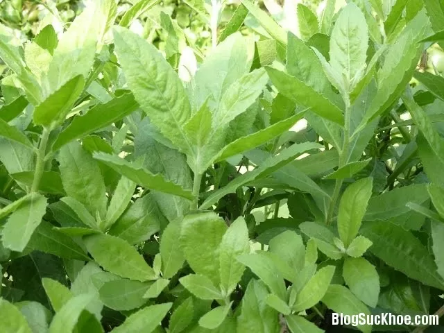 Bài thuốc chữa bệnh từ cúc tần