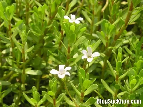 Tác dụng chữa bệnh của rau đắng