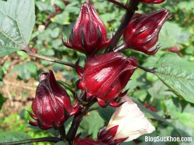Giải độc gan với atiso