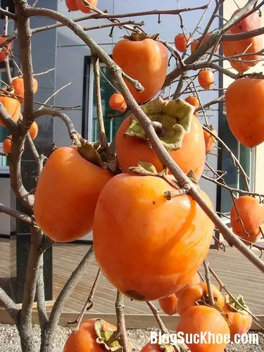 Những thực phẩm không nên ăn khi đói