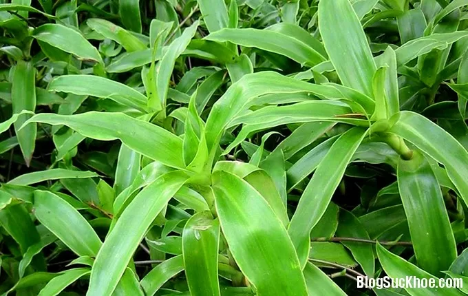 Chữa dứt điểm bệnh đau dạ dày bằng cây lược vàng