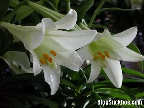 Hoa bách hợp chữa khó ngủ tuổi mãn kinh
