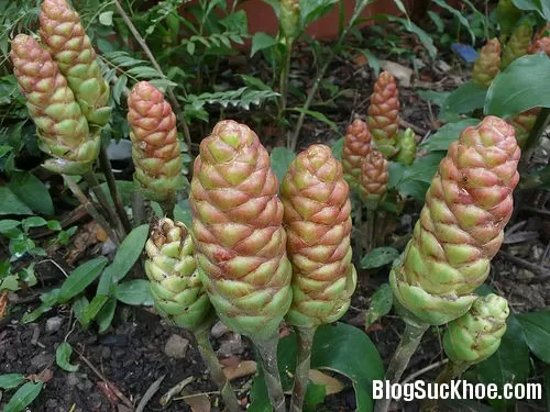 Gừng gió chữa trúng gió, xơ gan