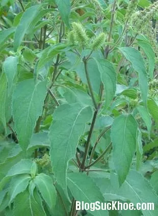 Hương nhu tía - Vị thuốc chữa nhiều bệnh