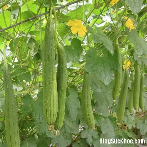 Chữa viêm họng với mướp hương
