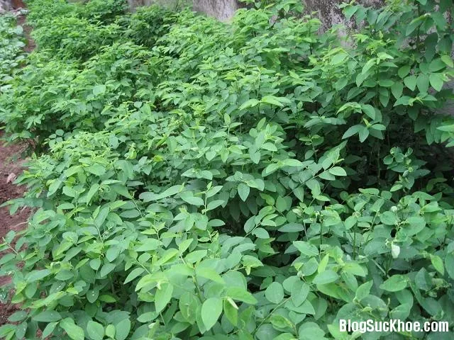 Cách chọn rau ngót an toàn