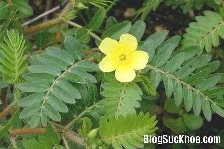 Bạch tật lê và sức khỏe tình dục