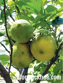 Bưởi làm thuốc chữa đau dạ dày, ăn không tiêu