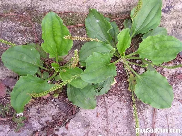Vị thuốc từ mã đề