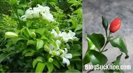 Thuốc trị cảm, tiêu viêm từ nguyệt quới