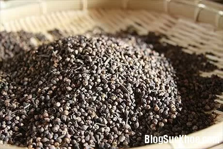 Cây vối hỗ trợ điều trị tiểu đường