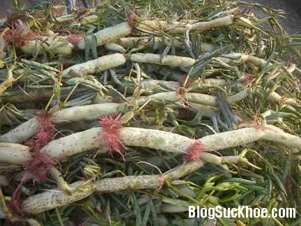 Hỗ trợ điều trị bướu cổ, chữa mất ngủ bằng rau rút