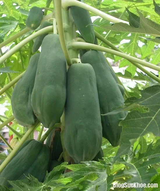 3 bài thuốc dân gian triệt tiêu bệnh trĩ