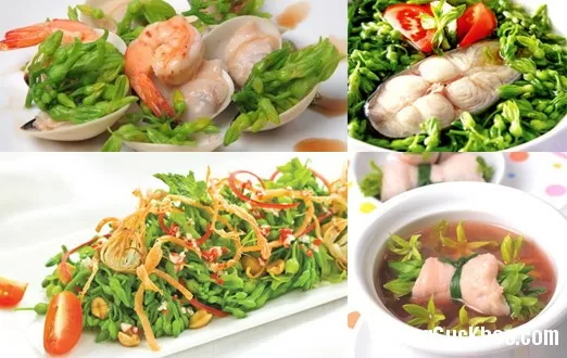 Hoa thiên lý chữa hoa mắt, chóng mặt