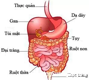 Triệu chứng bệnh Crohn