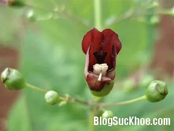 Cây hắc sâm trị viêm họng, nhiệt miệng