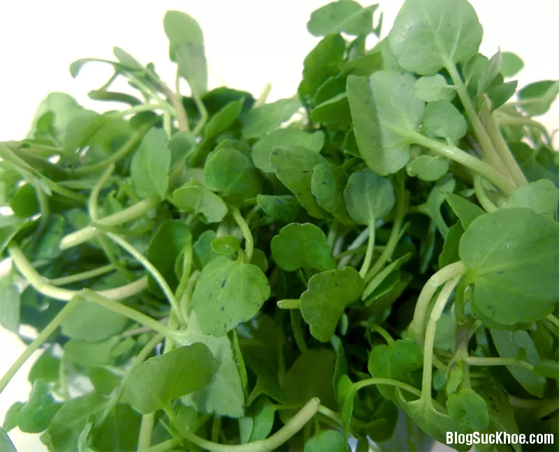 Rau cải xoong - khắc tinh của những căn bệnh nào?