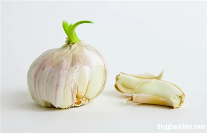Đừng vứt bỏ tỏi mọc mầm