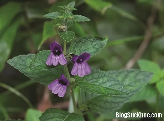 Đông y trị bệnh viêm gan