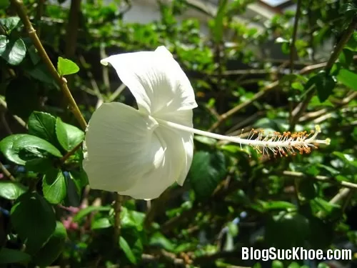 Bài thuốc chữa viêm loét dạ dày