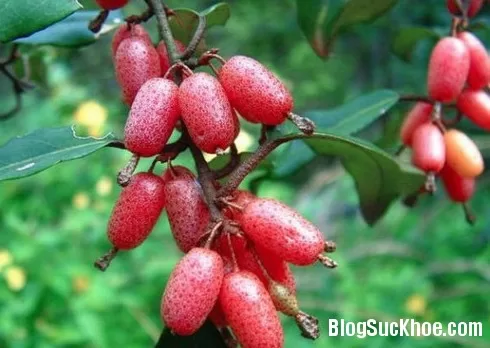 Trị bách bệnh từ cây nhót
