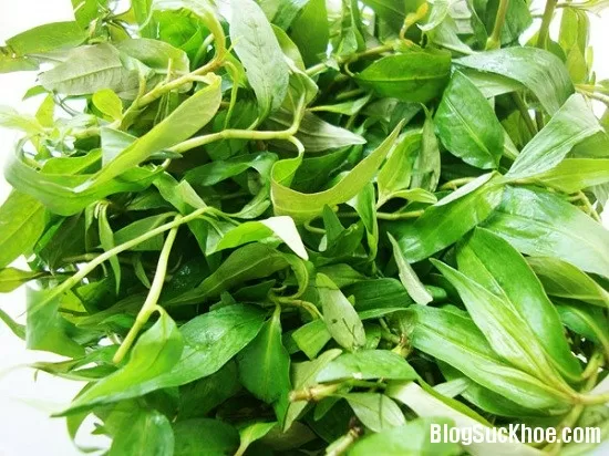 Thực hư rau răm - kẻ thù của tình dục?