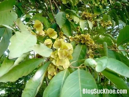 Tác dụng chữa bệnh từ cây trâm bầu