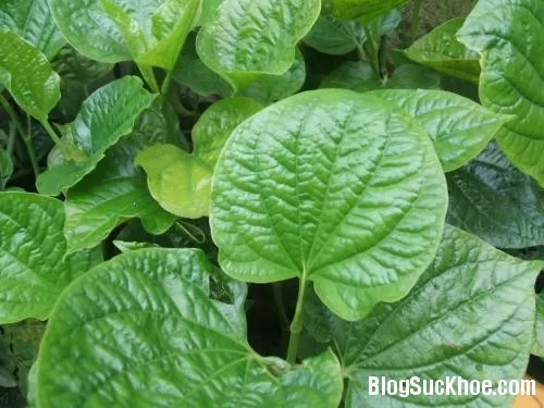 Bài thuốc chữa viêm xoang từ lá lốt