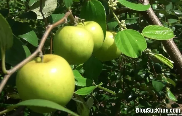 Táo ta chữa thiếu máu, ngừa táo bón