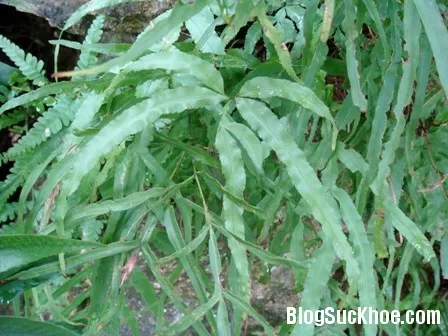 Chữa kiết lỵ bằng cây seo gà