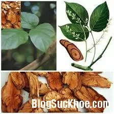 Cây huyết rồng trị đau khớp