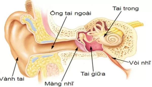 Nguyên nhân và điều trị ù tai