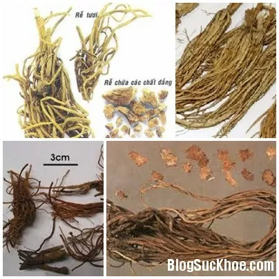 Bài thuốc từ long đởm thảo trị bệnh gan