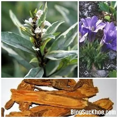 Bài thuốc trị đau nhức khớp