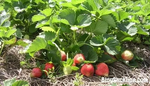 Cách làm sạch mụn trứng cá nhẹ nhàng
