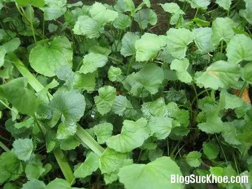 Rau má chữa suy nhược thần kinh, ho khan