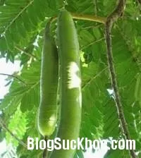 Ô môi làm thuốc trị đau nhức khớp