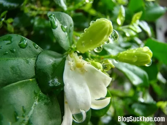 Bài thuốc xông hơi tiêu độc, giải cảm