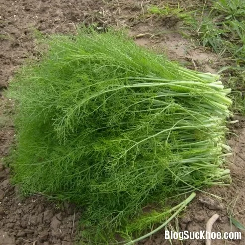 Thì là giúp phòng chống ung thư, ngăn ngừa loãng xương