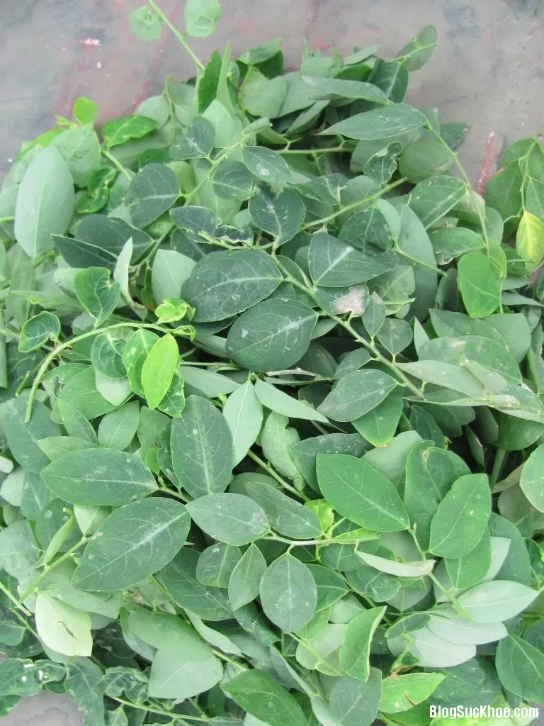 Tác dụng thiết thực của rau ngót đối với sức khỏe