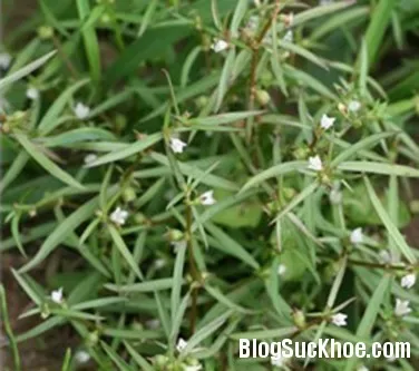 Loại cỏ dại giải độc, chữa bệnh gan kỳ diệu