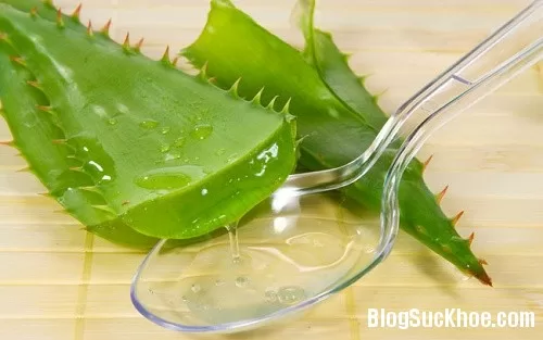 Các loại cây có tác dụng chữa bệnh cực hay