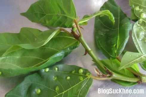 Lá sung vú chữa gan nóng, vàng da